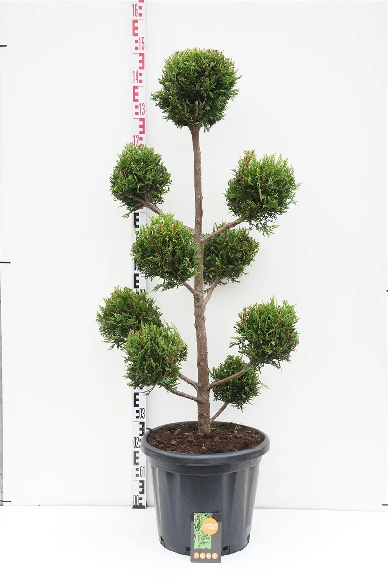 Cupressocyparis l. 'Castlewellan' Klot 100-125 cm C20 (20 liters kruka)
