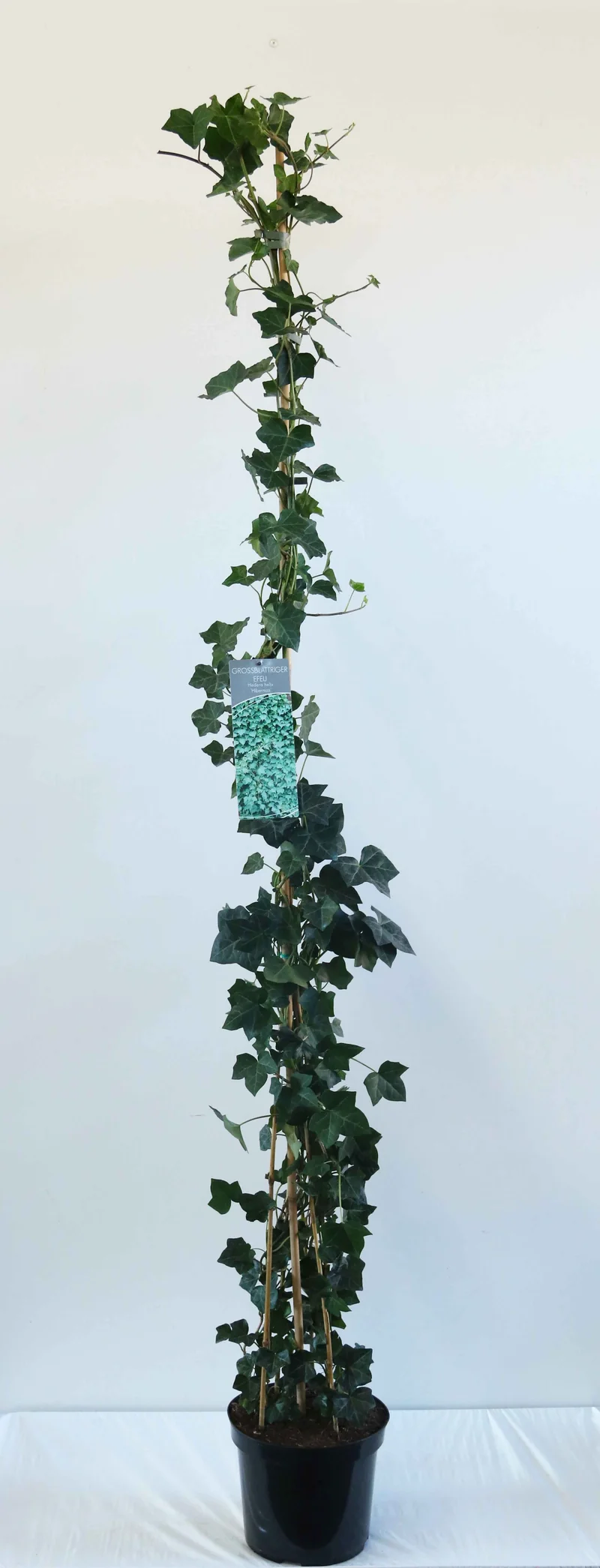Hedera hibernica 150-200 cm C7,5 (7,5 liters kruka)