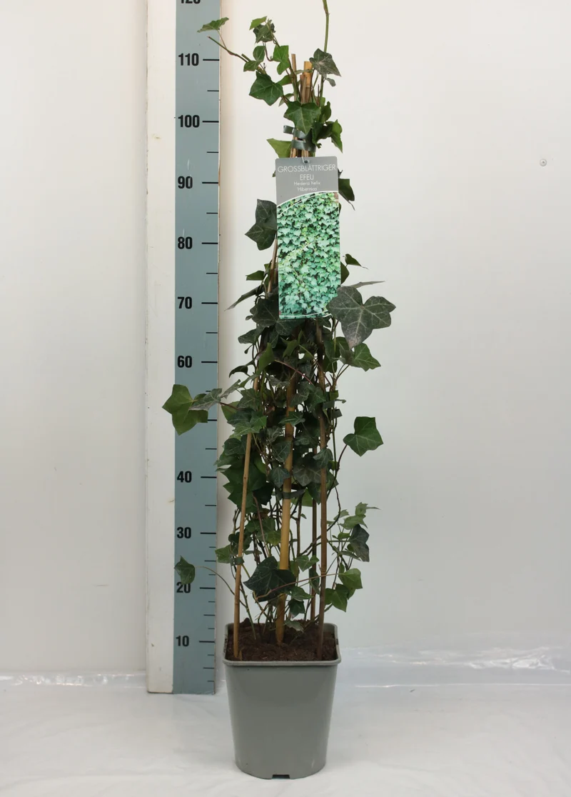 Hedera hibernica C5 (5 liters kruka) 80-100 cm