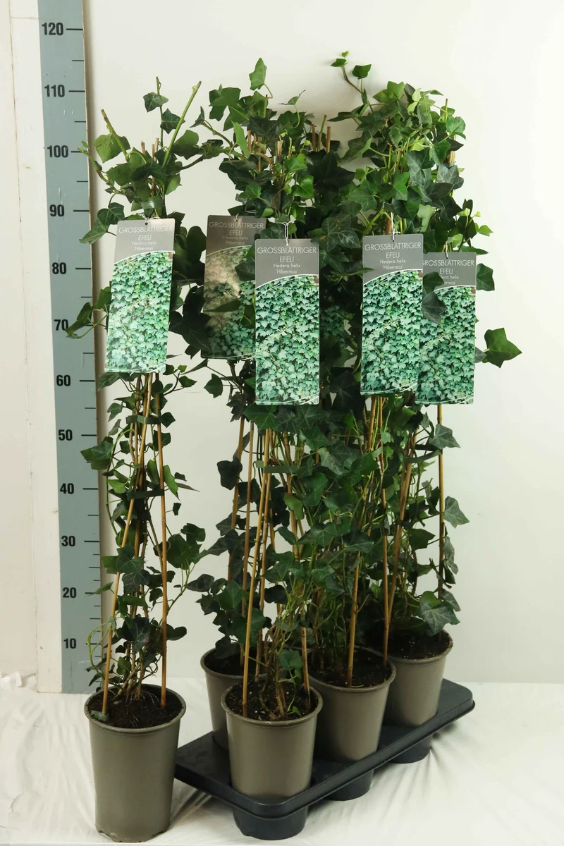 Hedera hibernica 60-100 cm (17 cm kruka)