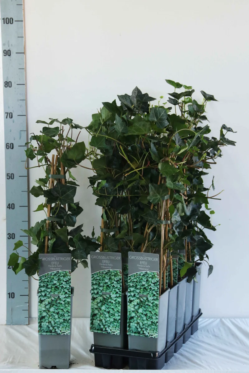 Hedera hibernica C2 (2 liters kruka) 40-60 cm