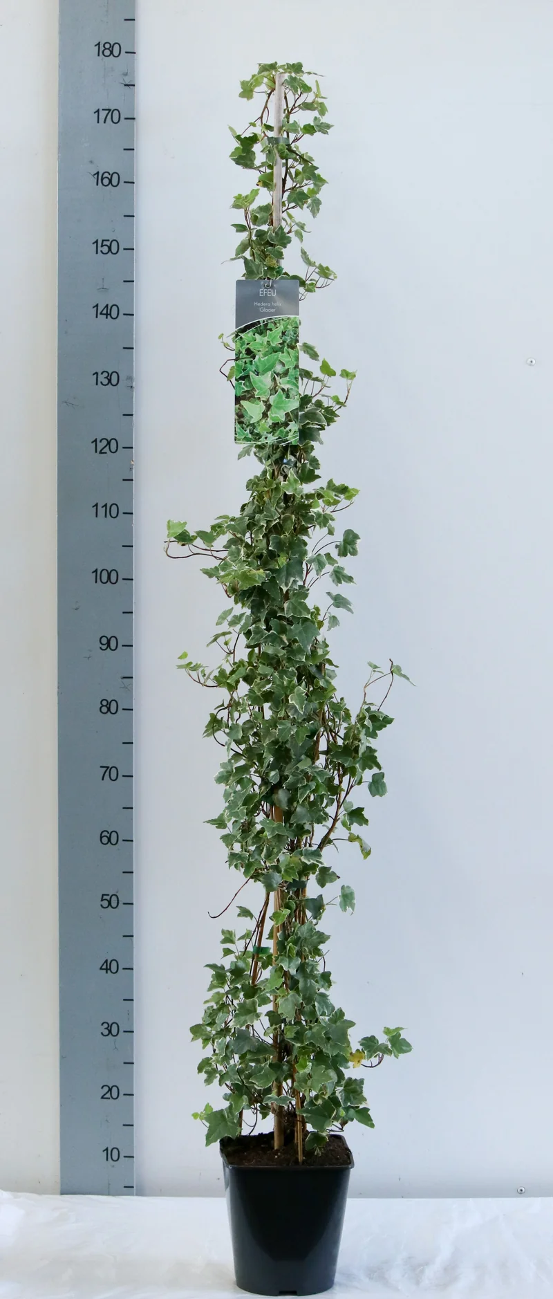 Hedera helix 'Glacier' 100-125 cm C5 (5 liters kruka)