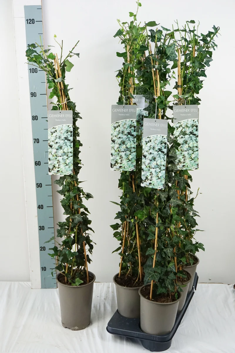 Hedera helix C3 (3 liters kruka) 80-100 cm