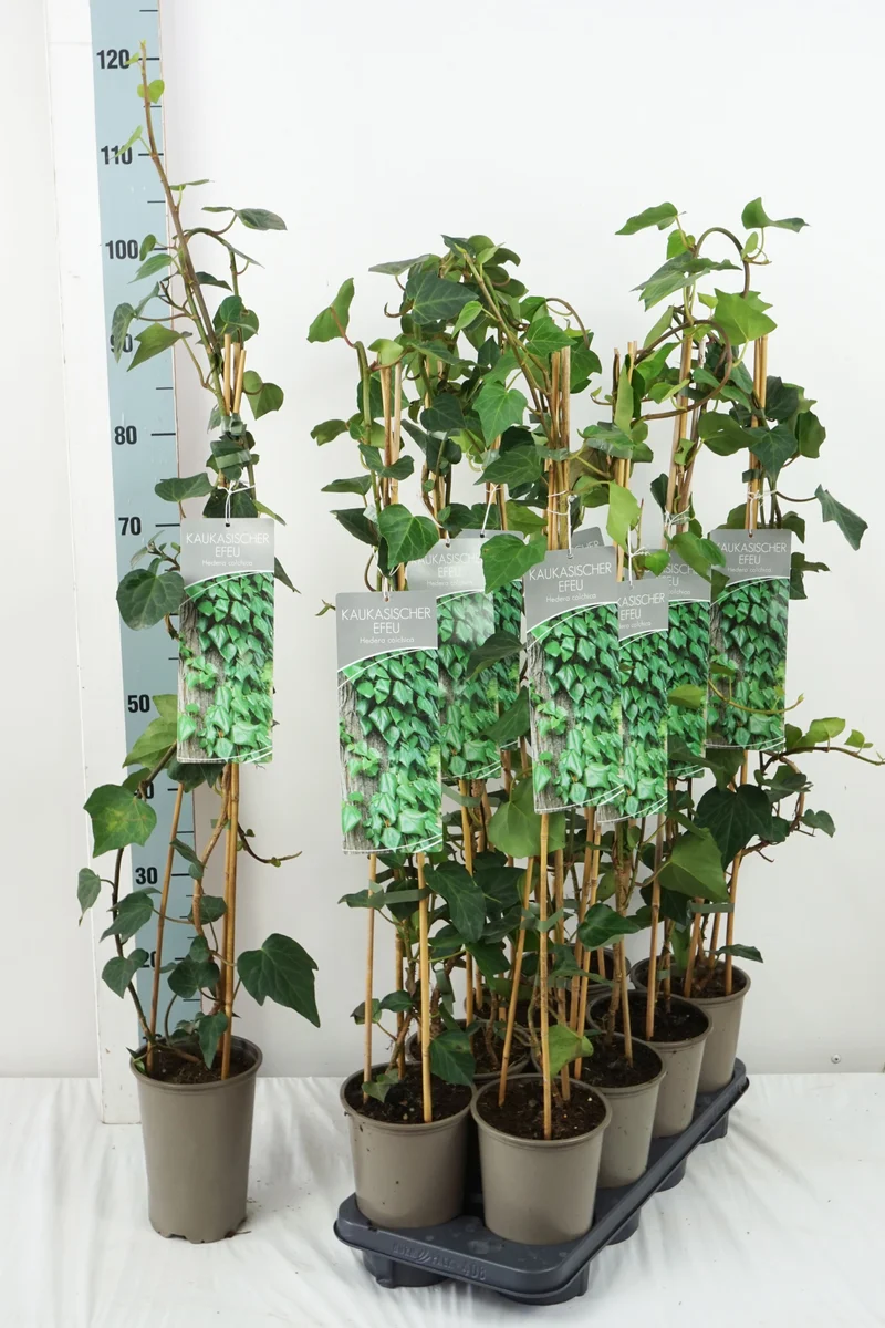 Hedera colchica 17 cm kruka 60-100 cm