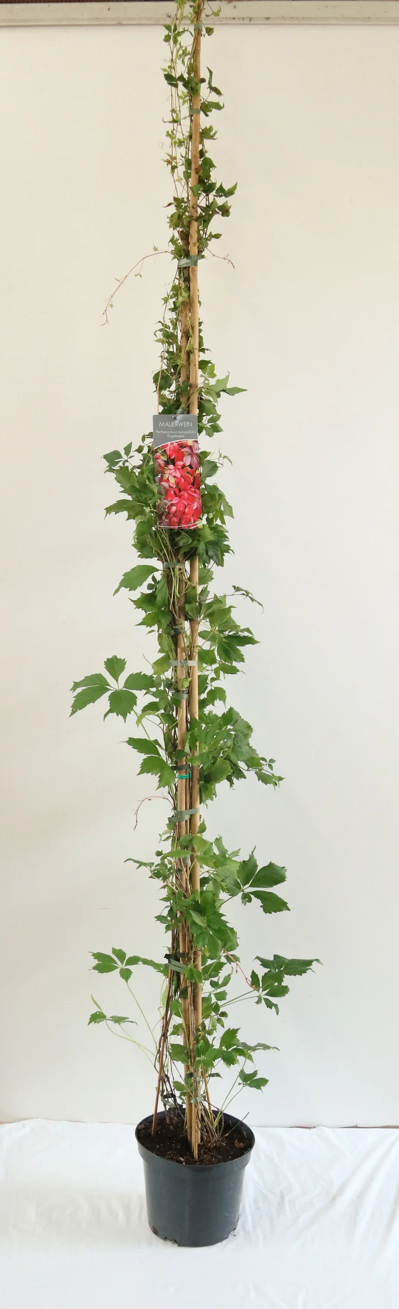 Parthenocissus q. engelmannii C7,5 (7,5 liters kruka) 200-250 cm