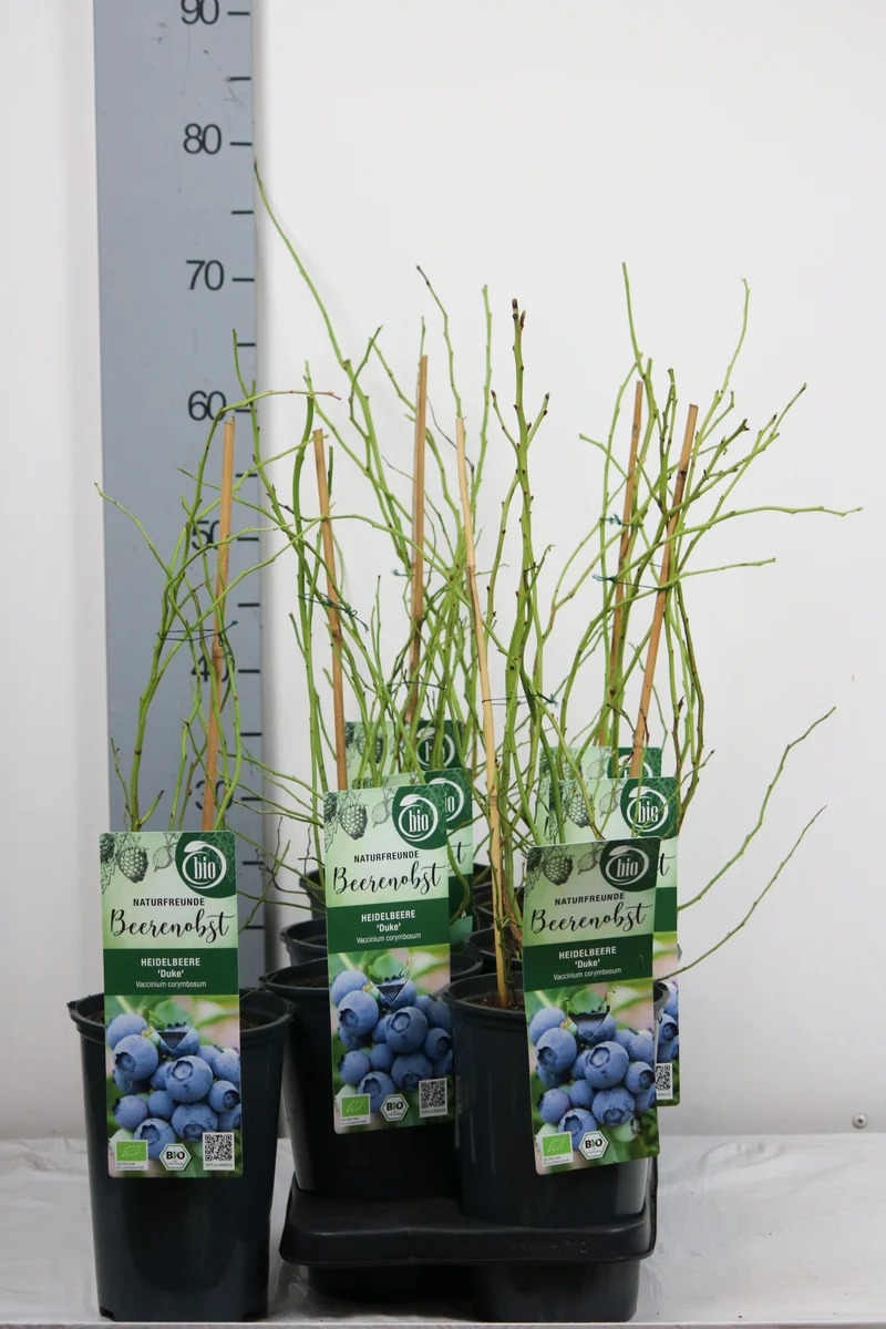 Vaccinium cor. 'Duke' (tidig) 40-50 cm - C3 (3 liters kruka)