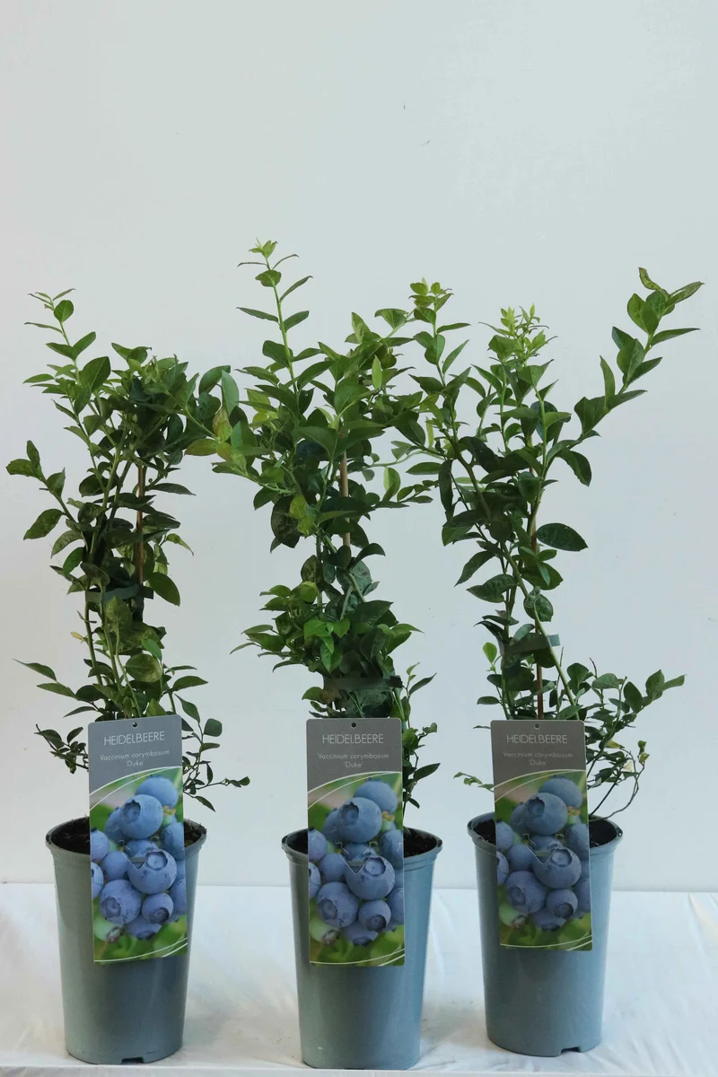 Vaccinium cor. 'Duke' (tidig) C3 (3 liters kruka) 40-60 cm