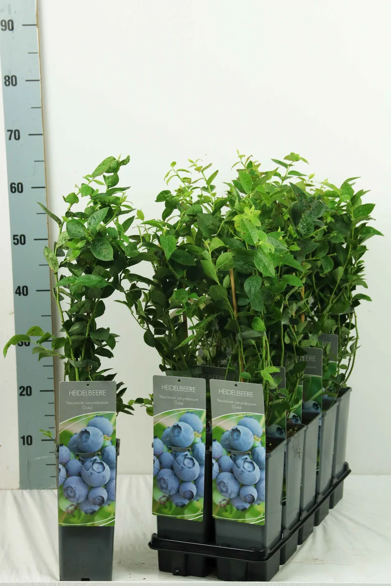 Vaccinium cor. 'Duke' (tidig) C2 (2 liters kruka) 30-40 cm