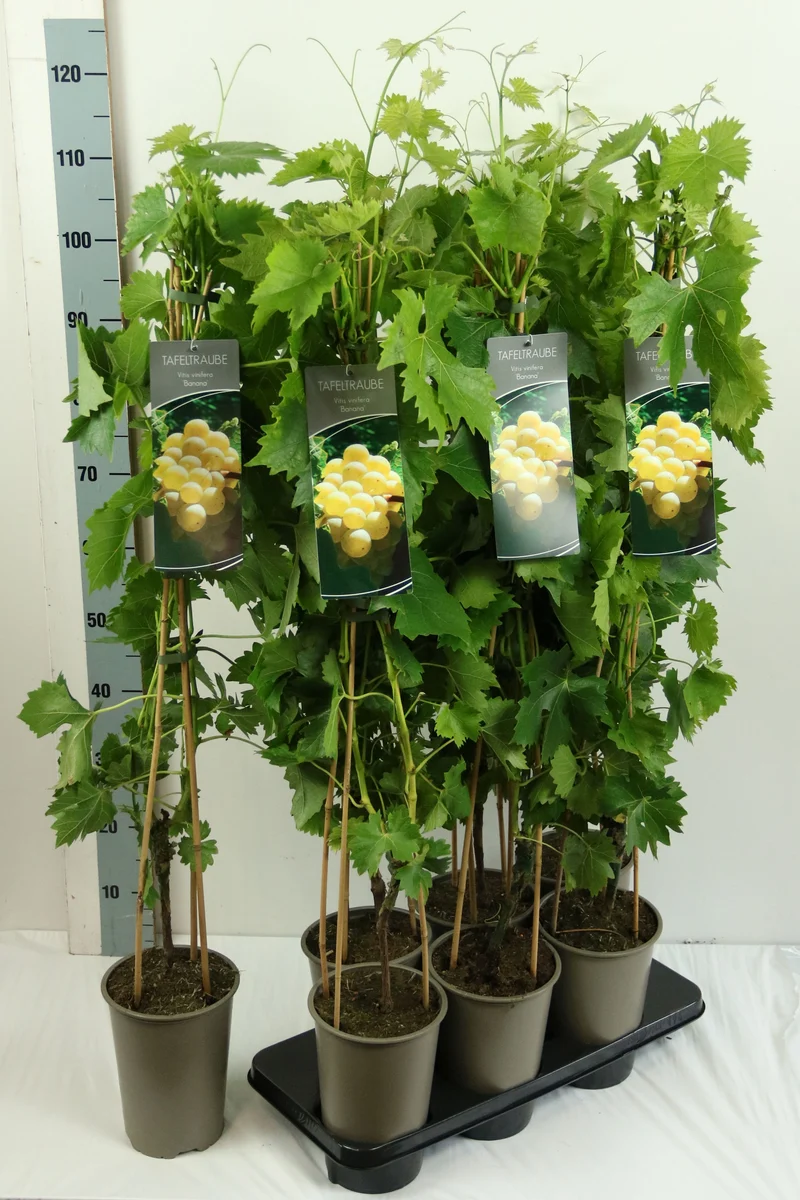 Vitis 'Banana' C3 (3 liters kruka) 80-100 cm