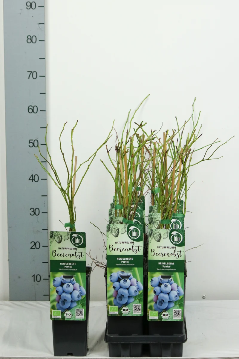 Vaccinium cor. 'Patriot' C2 (2 liters kruka) 30-35 cm