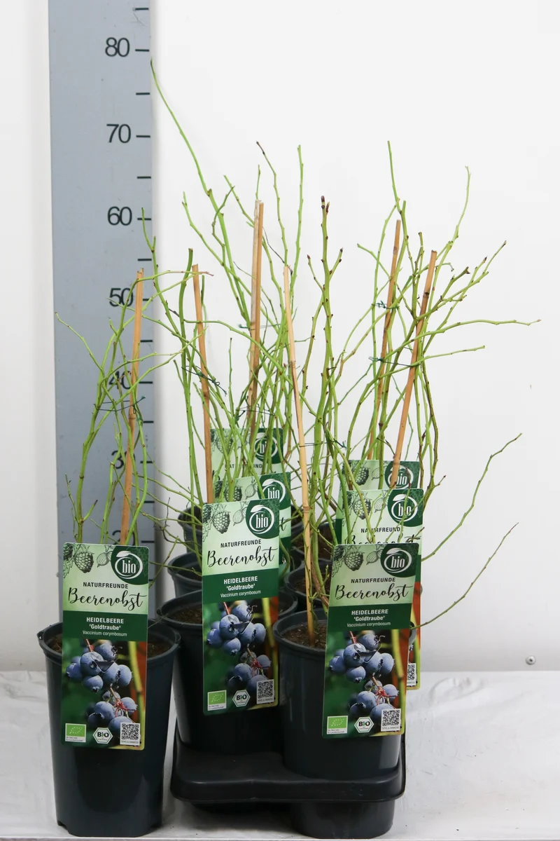 Vaccinium cor. 'Goldtraube 71' C3 (3 liters kruka) 40-50 cm