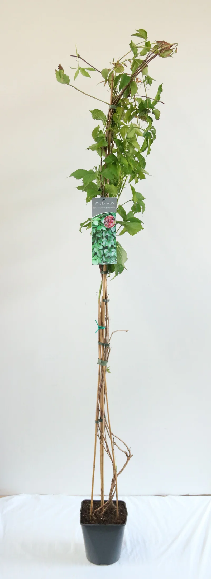 Parthenocissus quinquefolia C5 (5 liters kruka) 100-125 cm