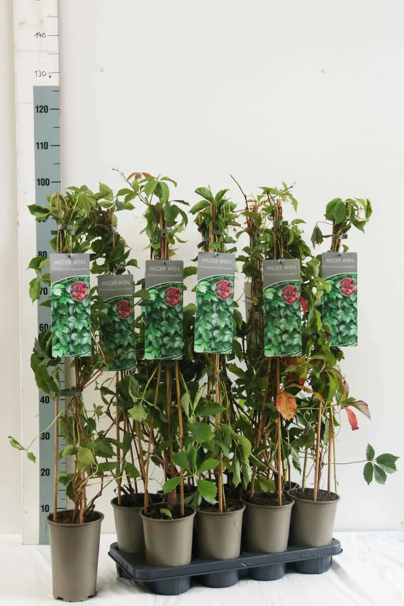 Parthenocissus quinquefolia 60-100 cm, 17 cm kruka (3 käppar)