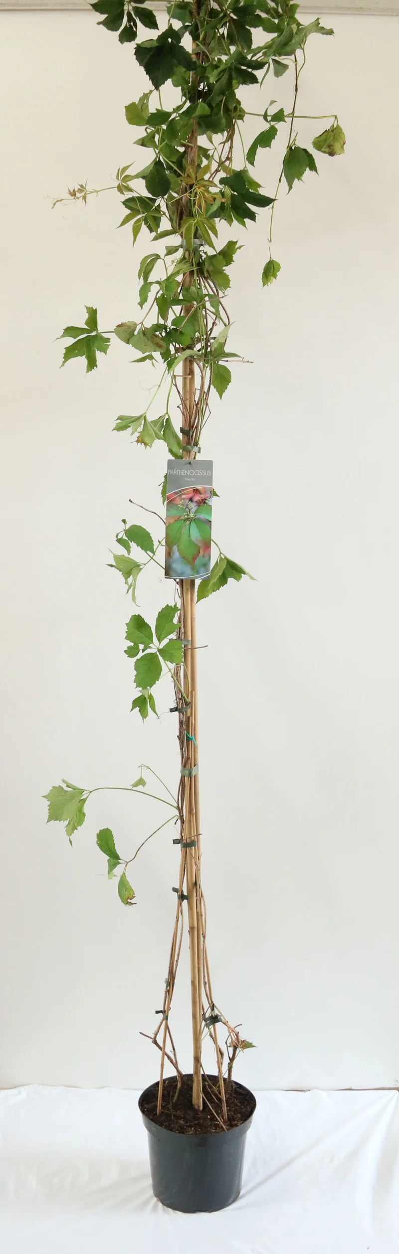 Parthenocissus inserta C7,5 (7,5 liters kruka) 200-250 cm