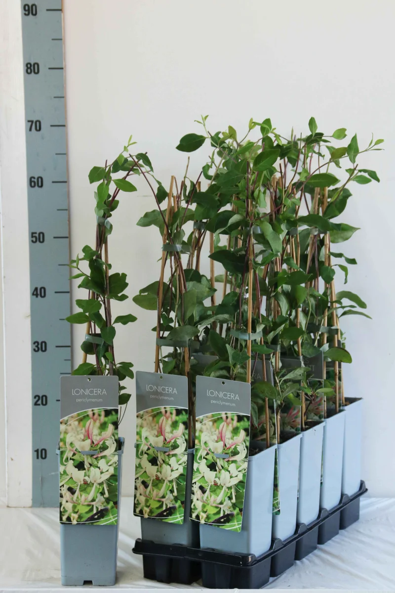 Lonicera periclymenum C2 (2 liters kruka) / 17 cm kruka 40-60 cm 3 pinnar