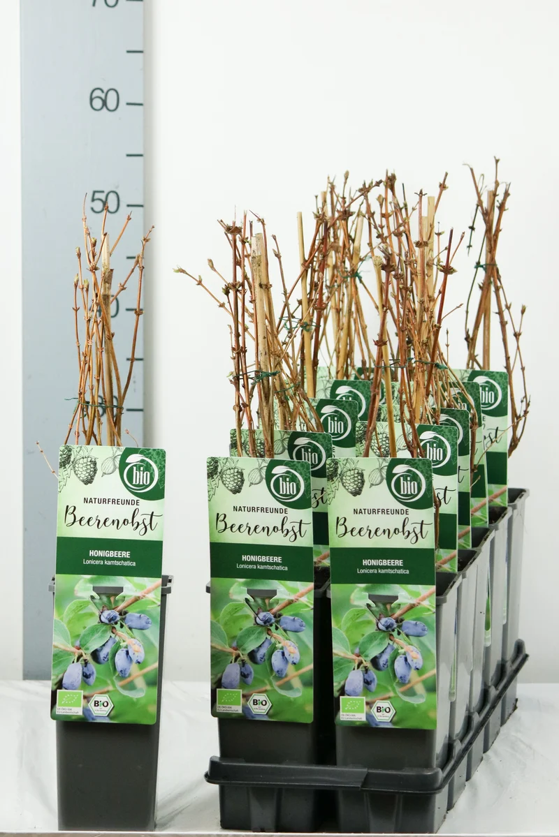 Lonicera kamtschatica C2 (2 liters kruka) 30-35 cm