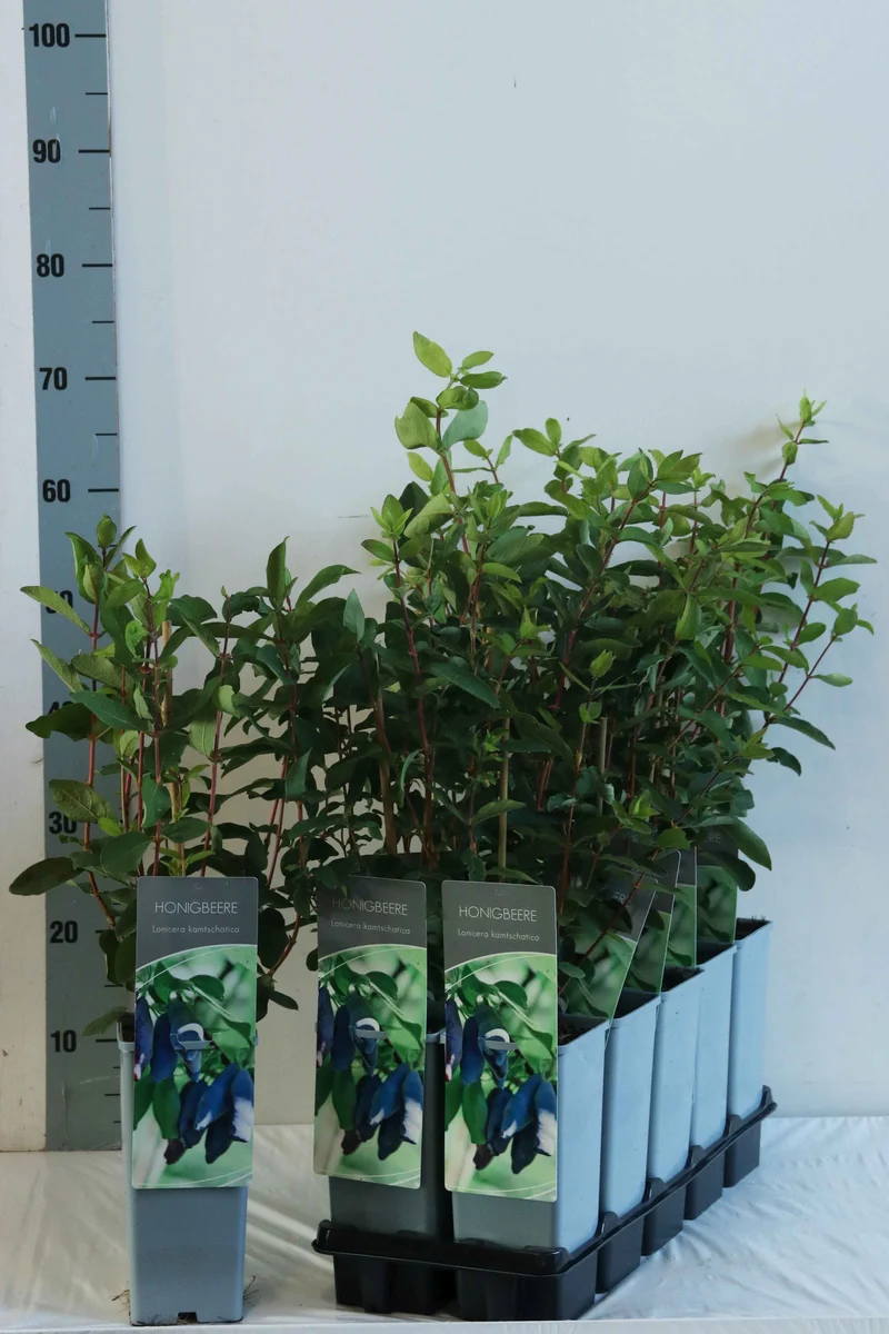 Lonicera kamtschatica (Blåbärstry) C2 (2 liters kruka) 30-40 cm