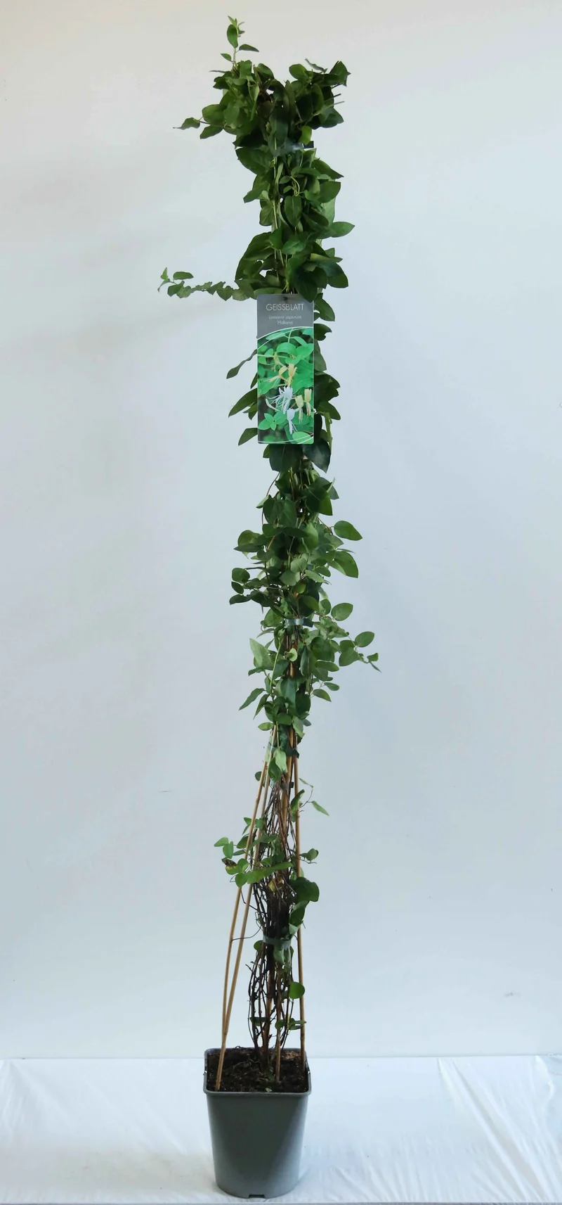 Lonicera jap. 'Halliana' C5 (5 liters kruka) 100-125 cm