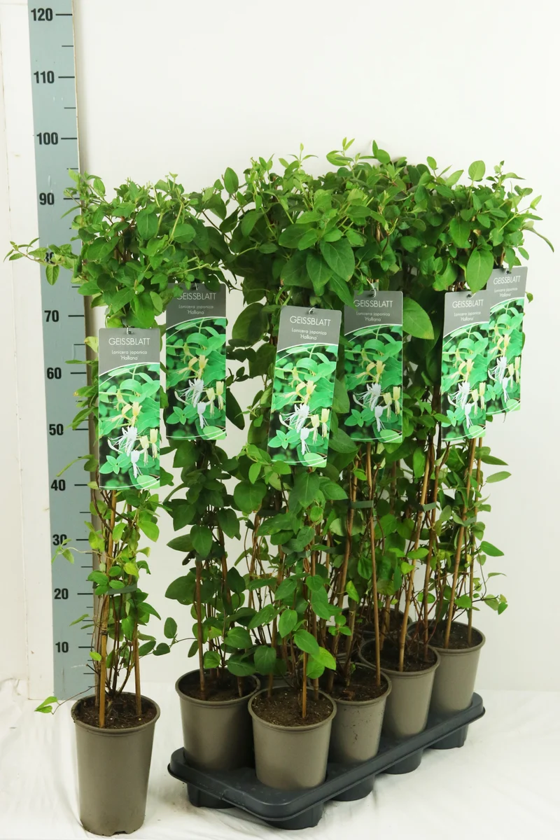 Lonicera japonica 'Halliana' 60-100 cm, 17 cm kruka