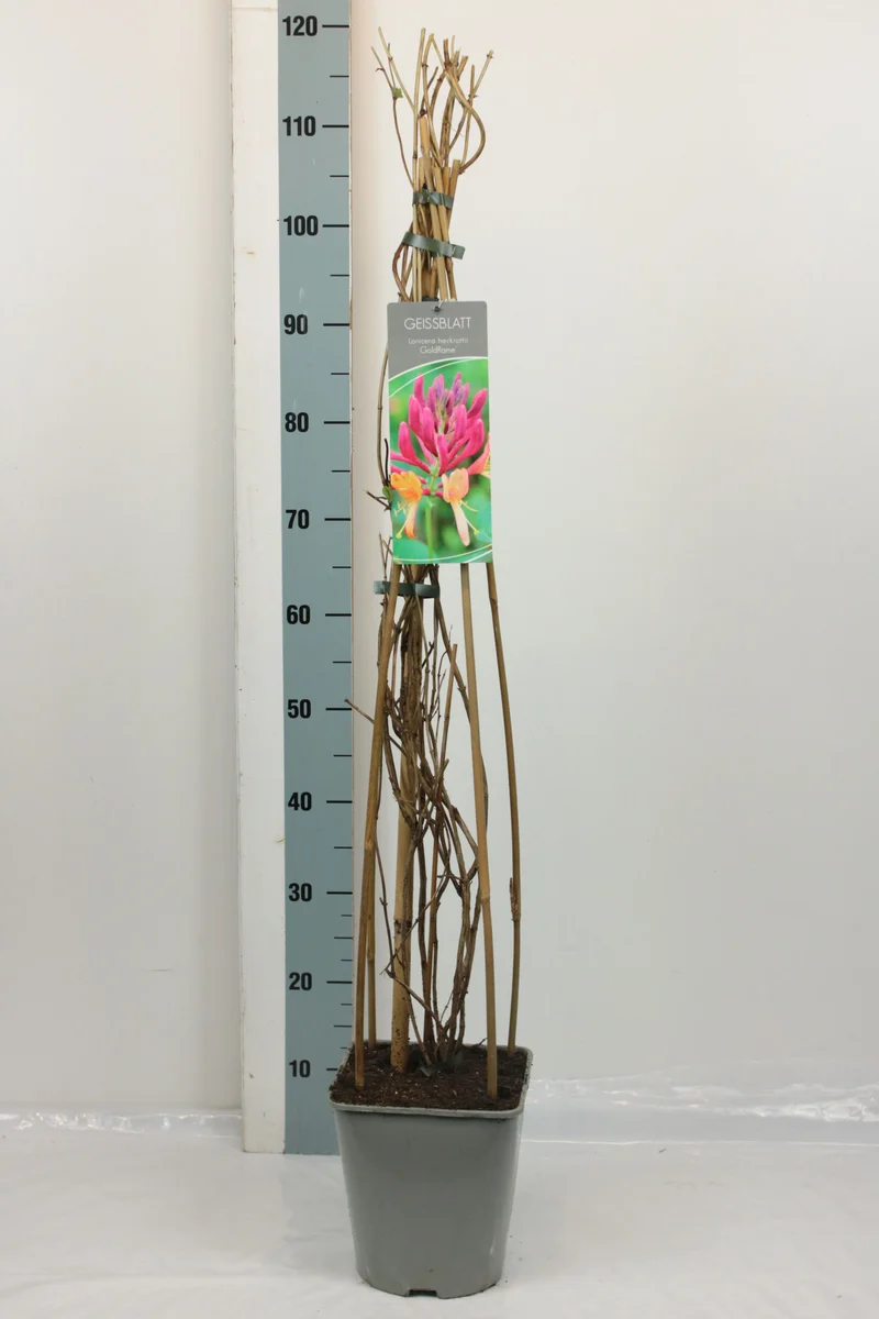 Lonicera heckr. 'Goldflame' C5 (5 liters kruka) 80-100 cm