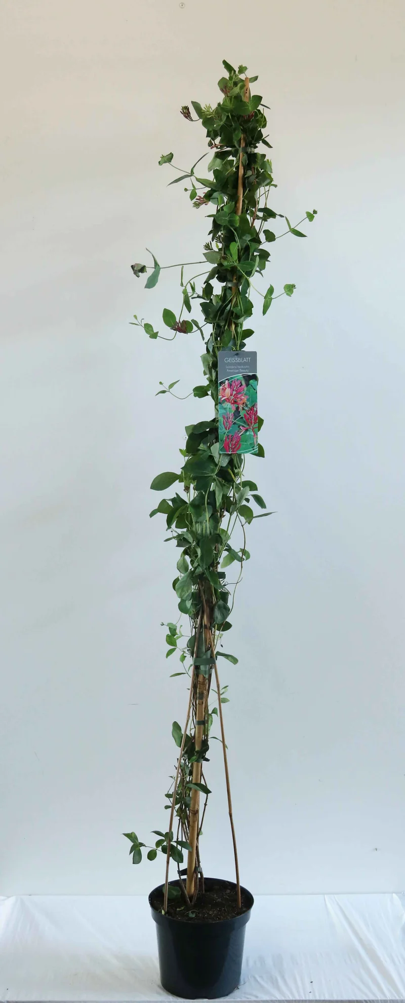 Lonicera heckr. 'American Beauty' C7,5 (7,5 liters kruka) 150-200 cm