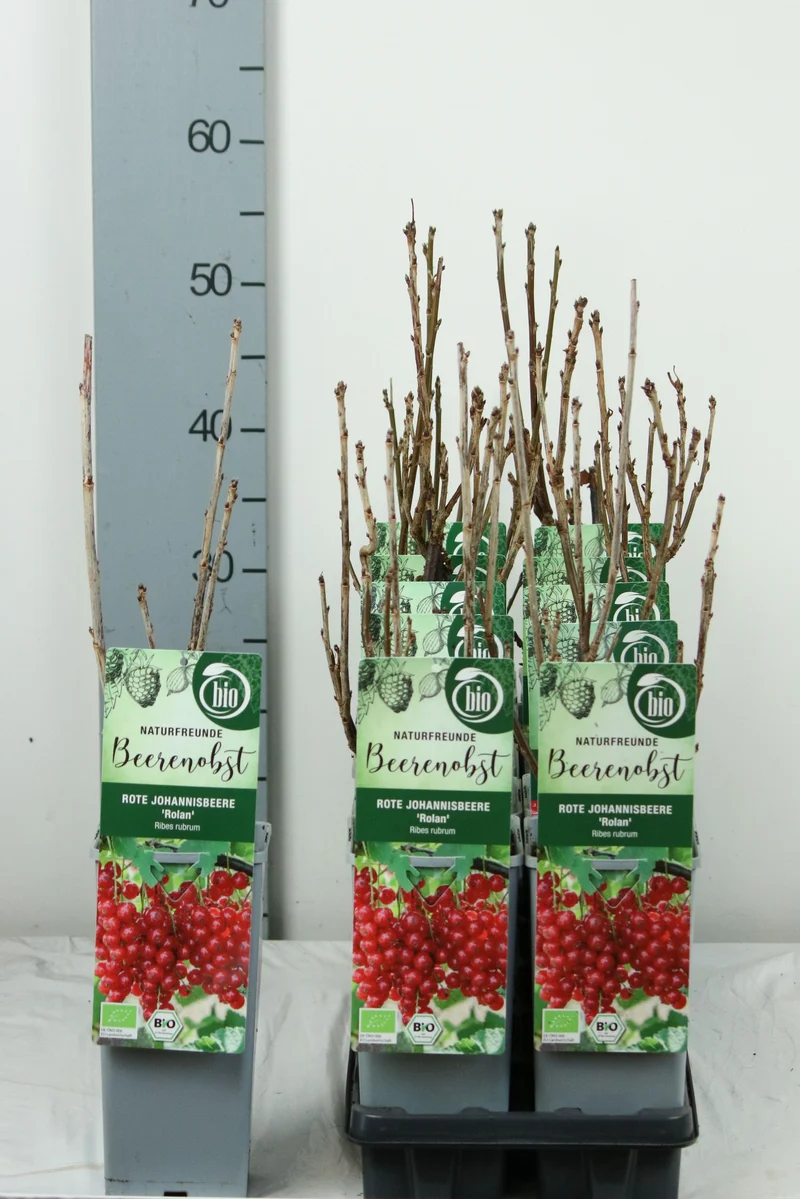 Röda vinbär Ribes r. 'Rolan' C2 (2 liters kruka) 30-35 cm