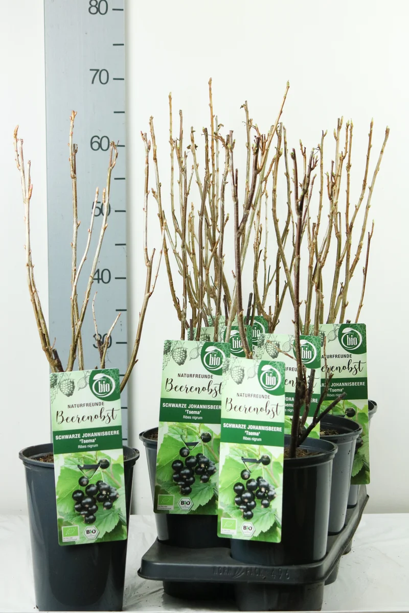 Ribes nigr. 'Tsema' C3 (3 liters kruka) 40-50 cm
