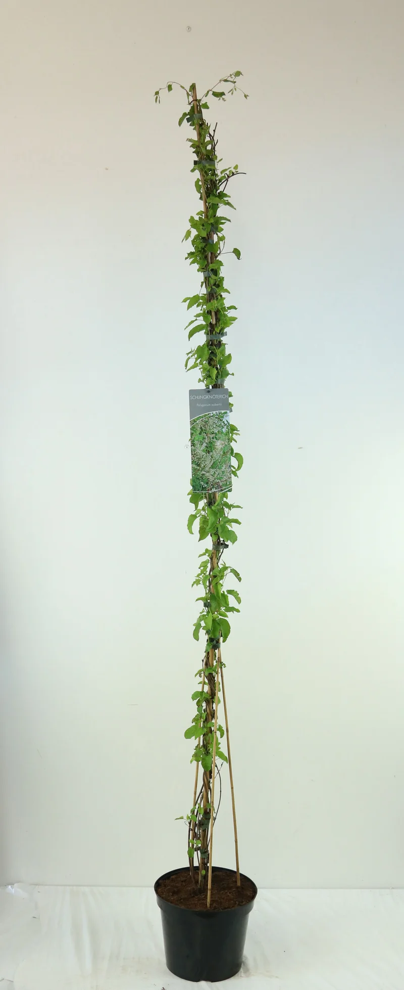 Fallopia aubertii C7,5 (7,5 liters kruka) 150-200 cm