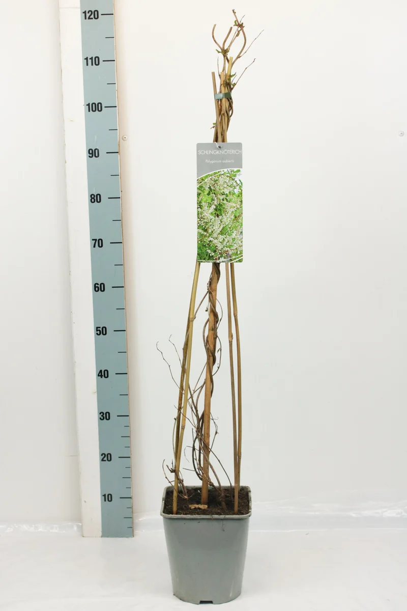 Fallopia aubertii C5 (5 liters kruka) 80-100 cm