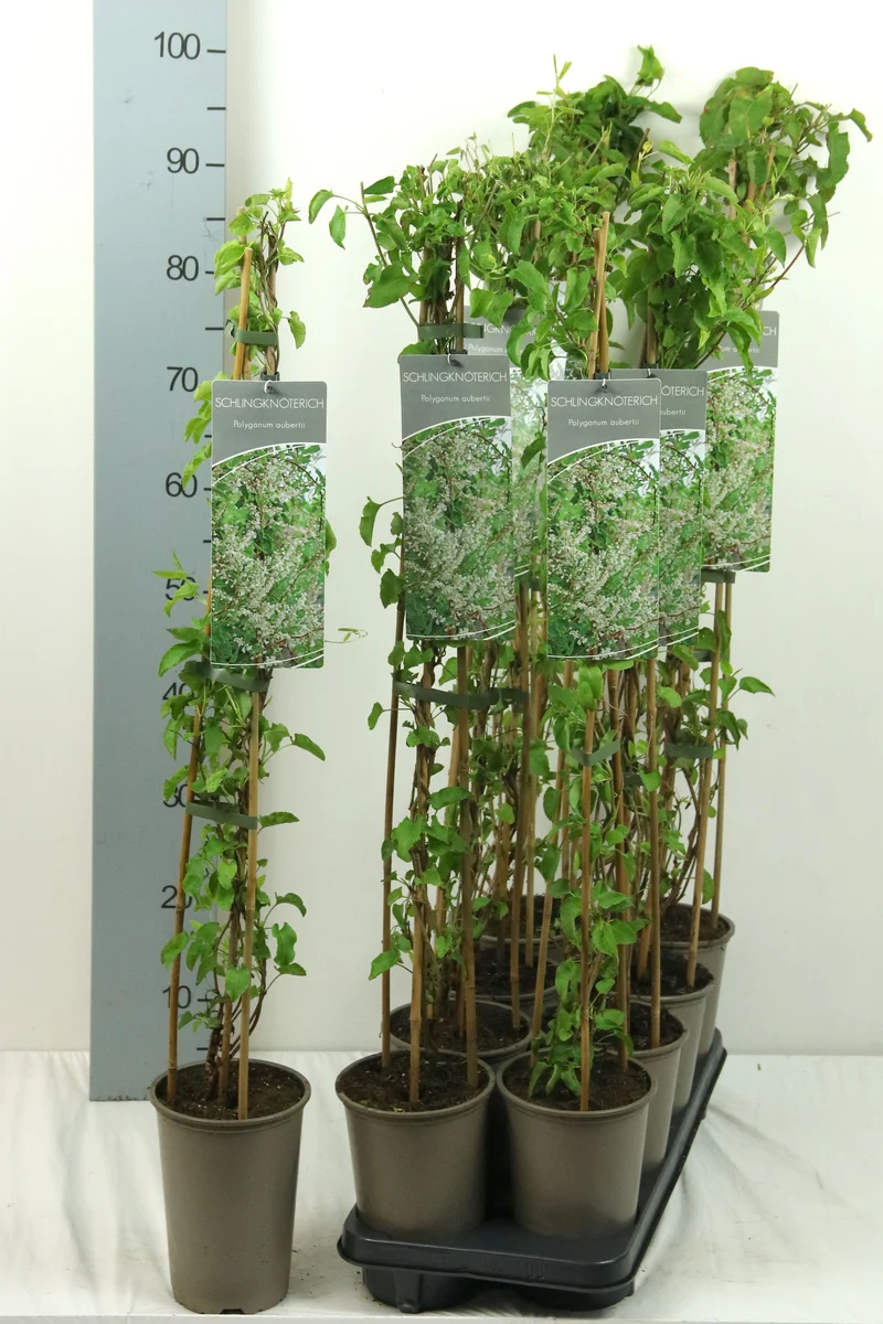 Fallopia aubertii 60-100 cm, 17 cm kruka