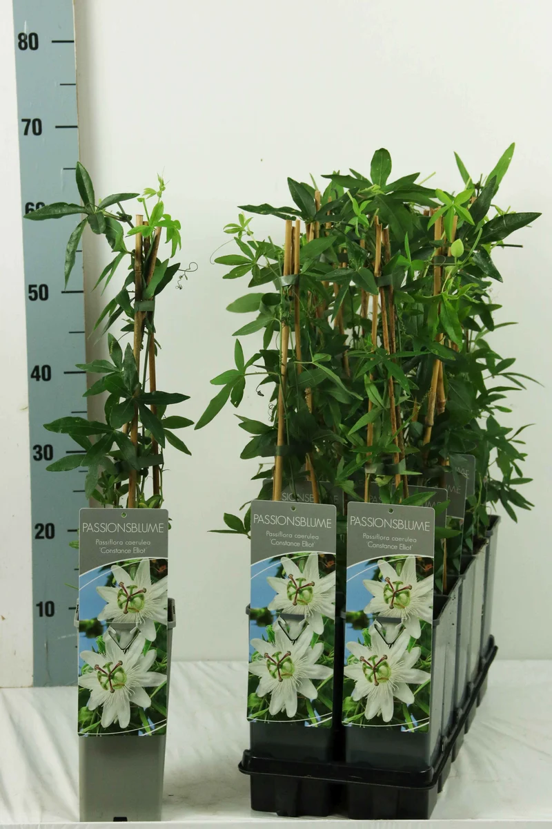 Passiflora c. 'Constance Elliott' C2 (2 liters kruka) 40-60 cm