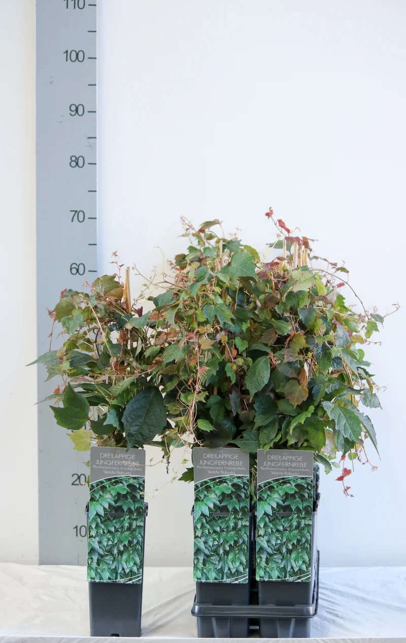 Parthenocissus tr. 'Veitch.Robusta' C2 (2 liters kruka) 40-60 cm