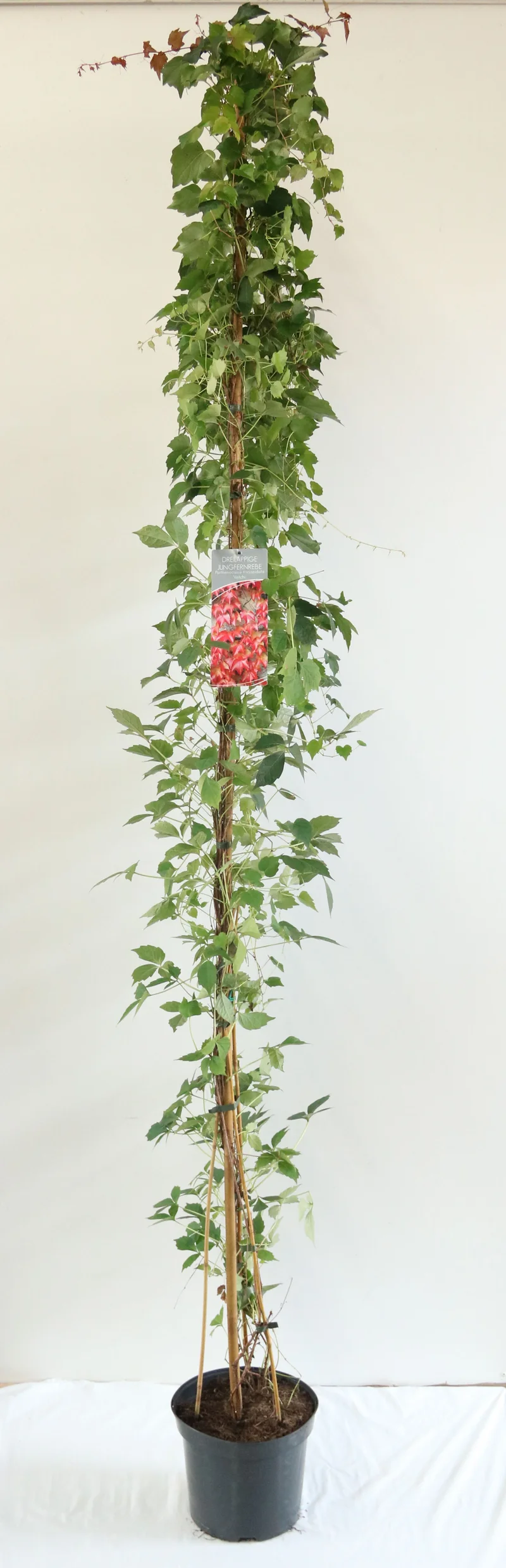 Parthenocissus tr. 'Veitchii' 200-250 cm C7,5 (7,5 liters kruka)
