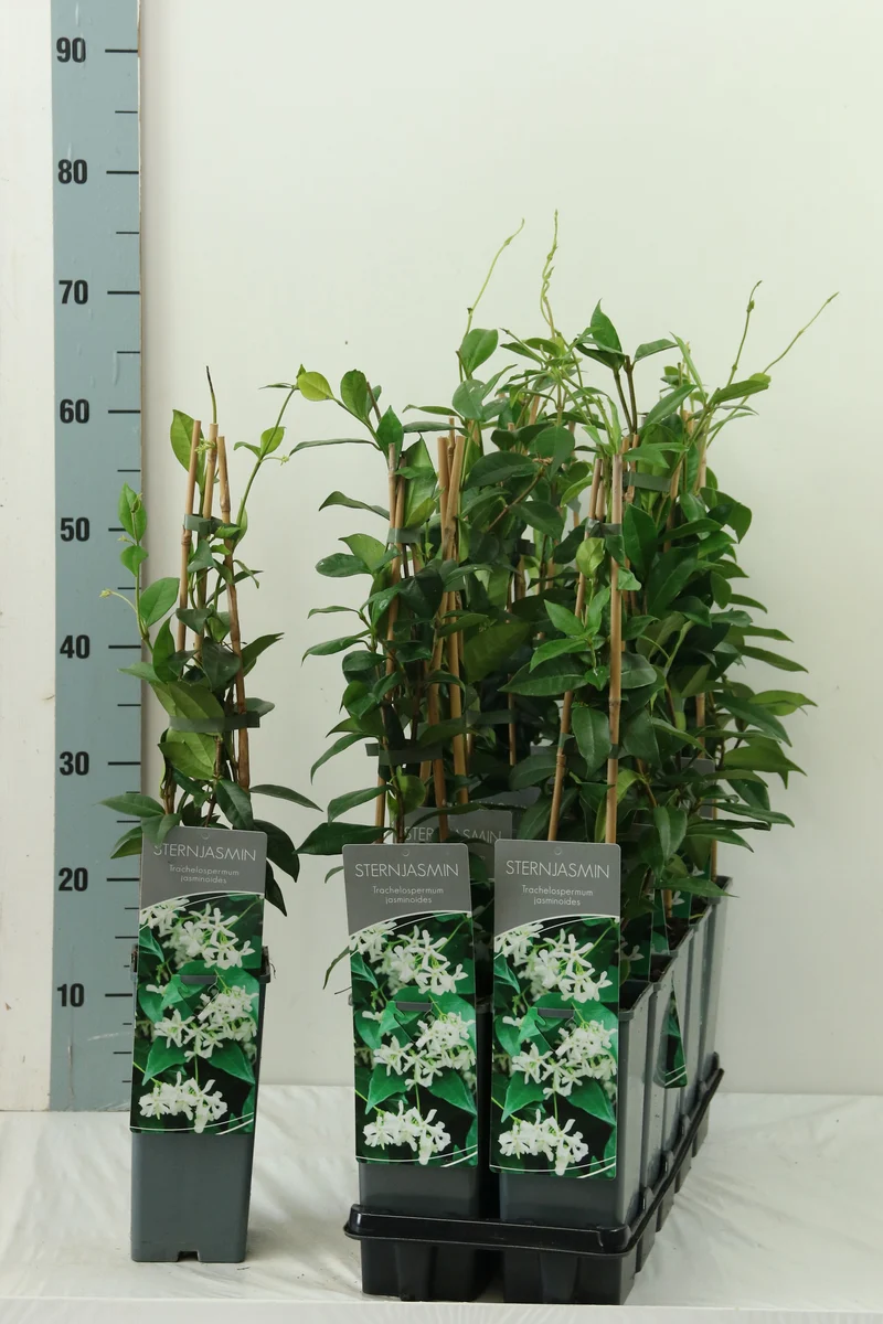 Trachelospermum jasminoides C2 (2 liters kruka) 40-60 cm