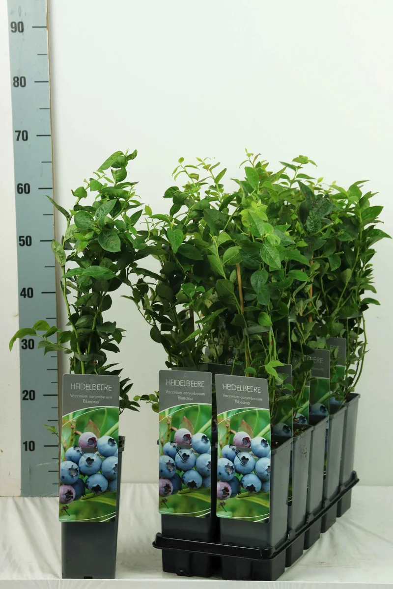Vaccinium cor. 'Bluechip' C2 (2 liters kruka) 30-40 cm