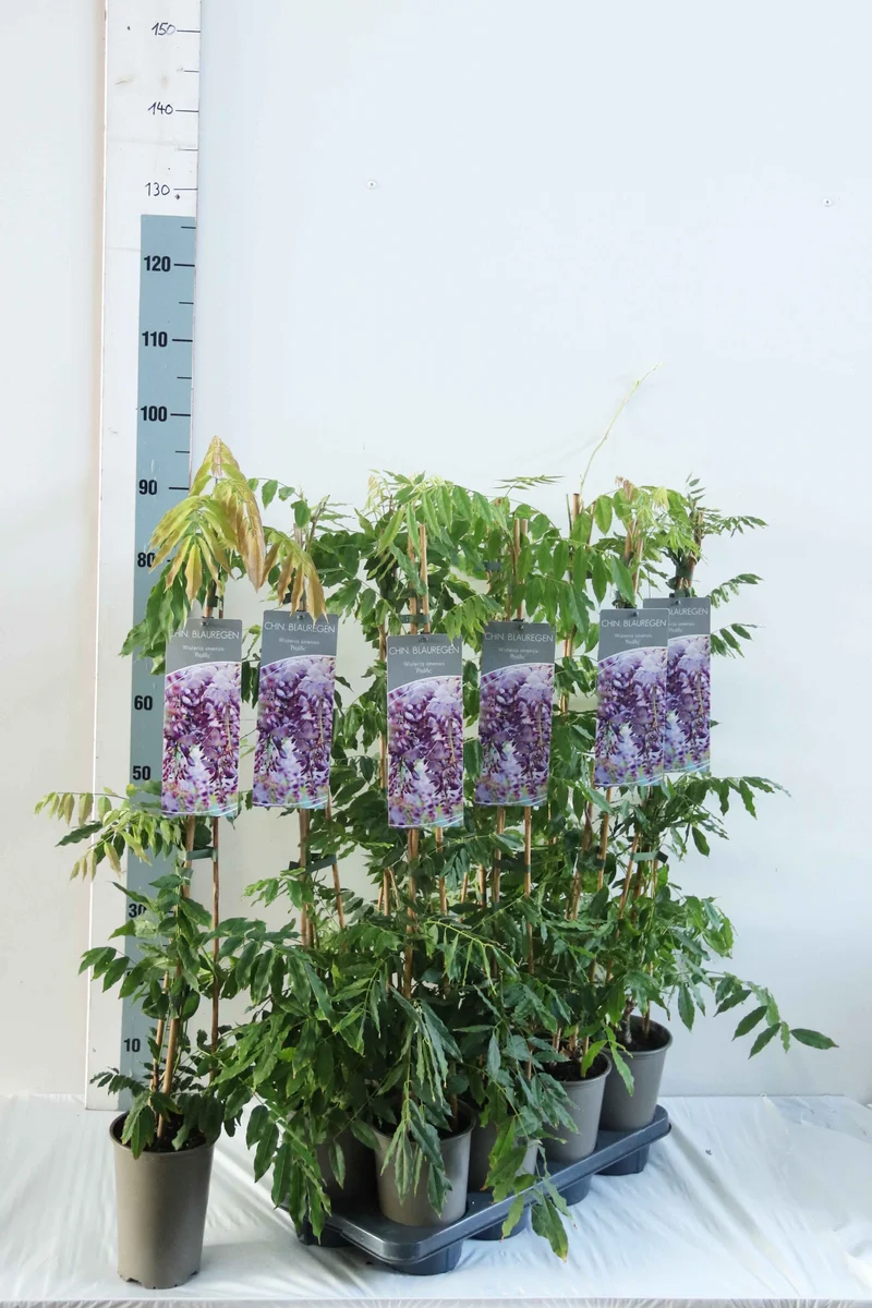 Wisteria sinensis 'Prolific' 60-100 cm (17 cm kruka)