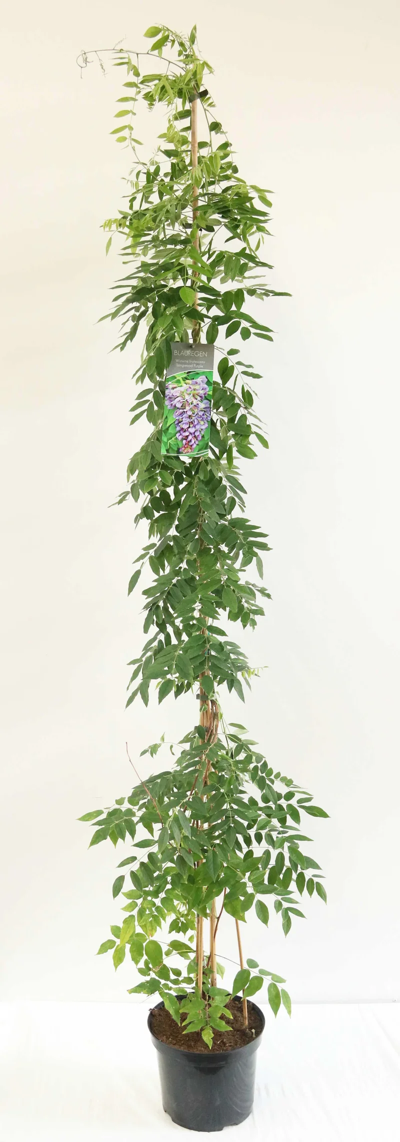 Wisteria frut. 'Longwood Purple' 150-200 cm C7,5 (7,5 liters kruka)