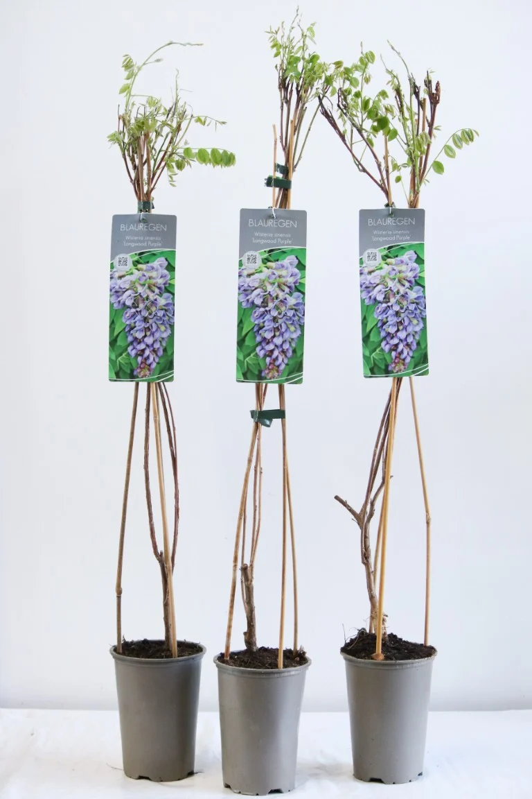 Wisteria frut. 'Longwood Purple' 17 cm kruka 60-100 cm (3 käppar)