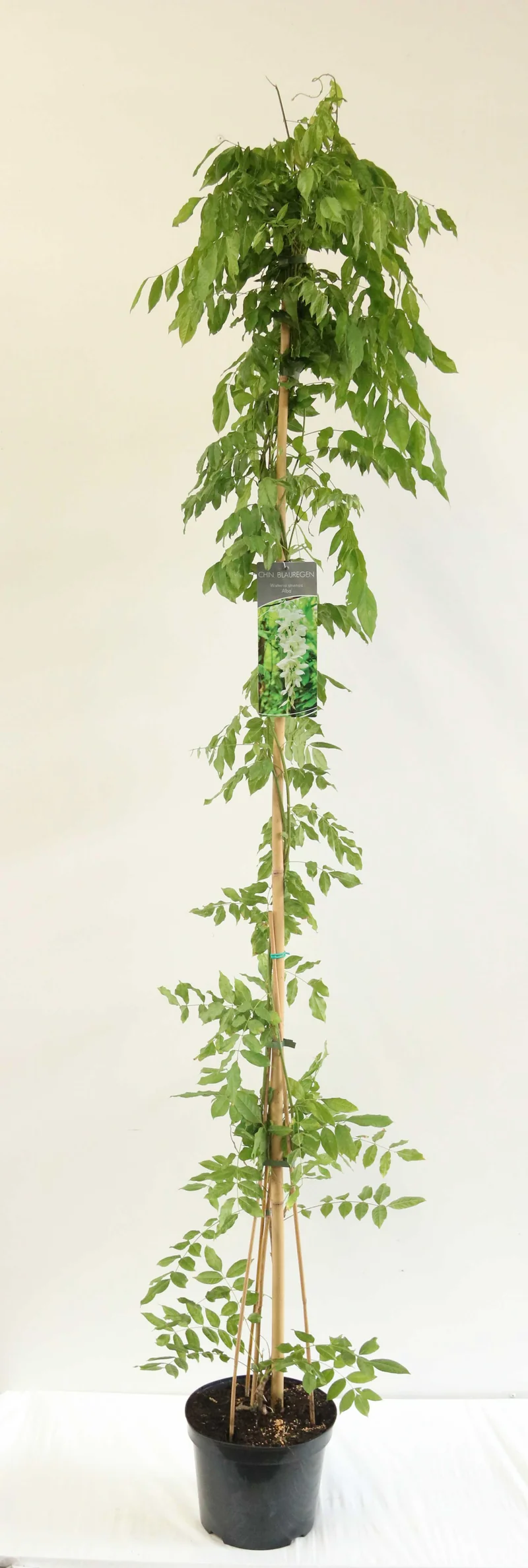 Wisteria sin. 'Alba' C7,5 (7,5 liters kruka) 150-200 cm