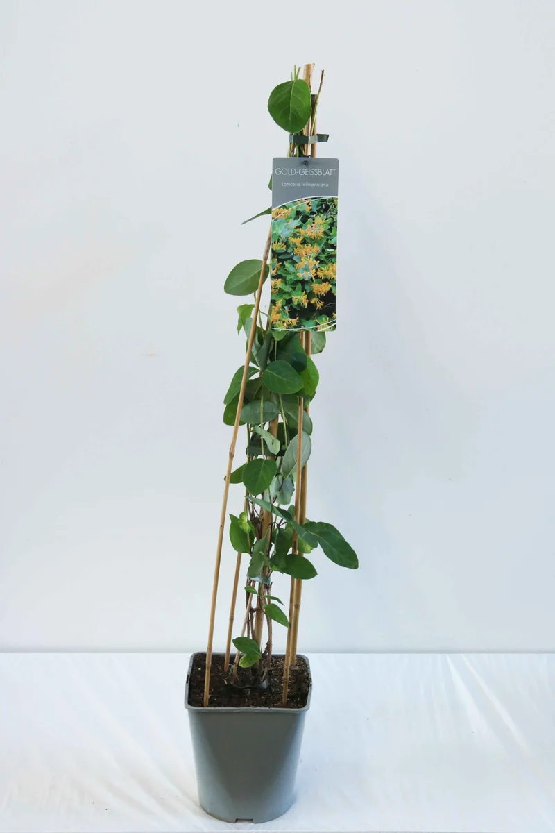 Lonicera tellmanniana C5 (5 liters kruka) 80-100 cm