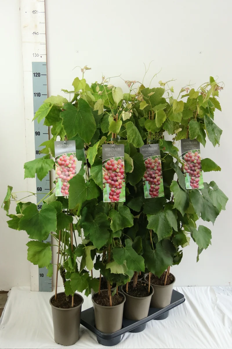 Vitis 'Suffolk Red' (röda kärnfria druvor) C3 (3 liters kruka) 80-100 cm