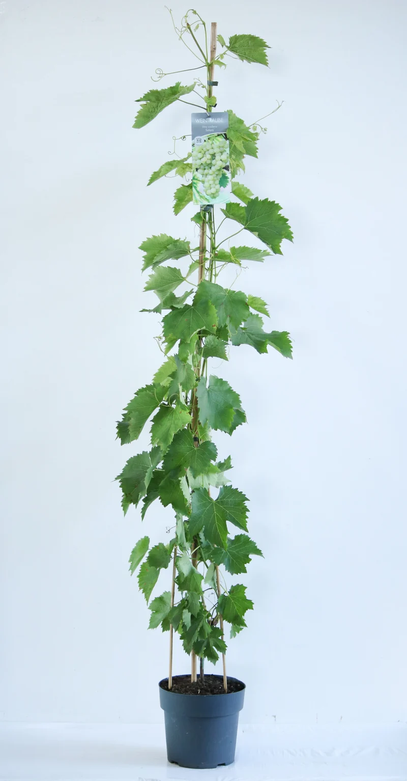 Vitis 'Solaris' C5 (5 liters kruka) / 23 cm kruka 100-125 cm
