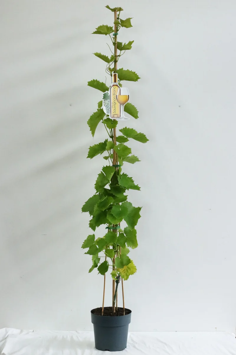 Vitis 'Seyval Blanc' C5 (5 liters kruka) 100-125 cm