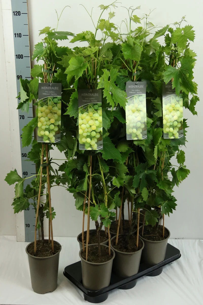 Vitis 'Millenium' C3 (3 liters kruka) 80-100 cm