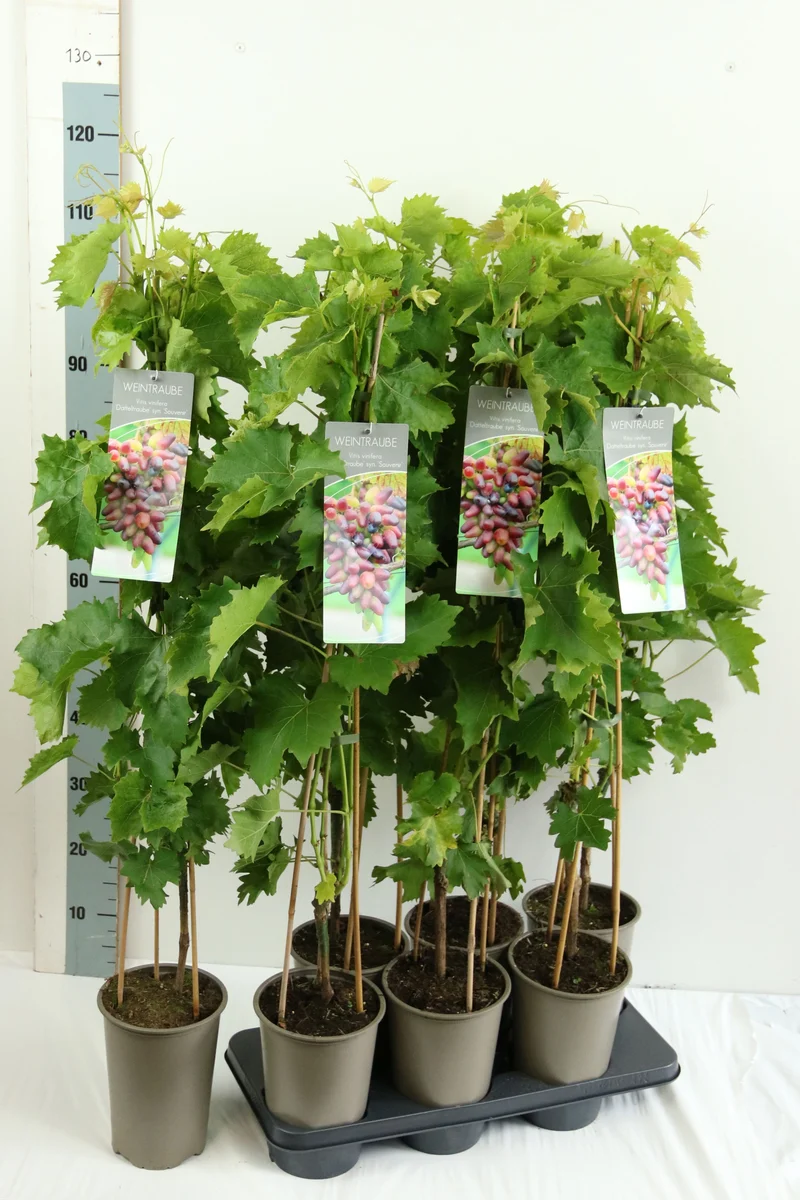 Vitis 'Datteltraube' C3 (3 liters kruka) 80-100 cm