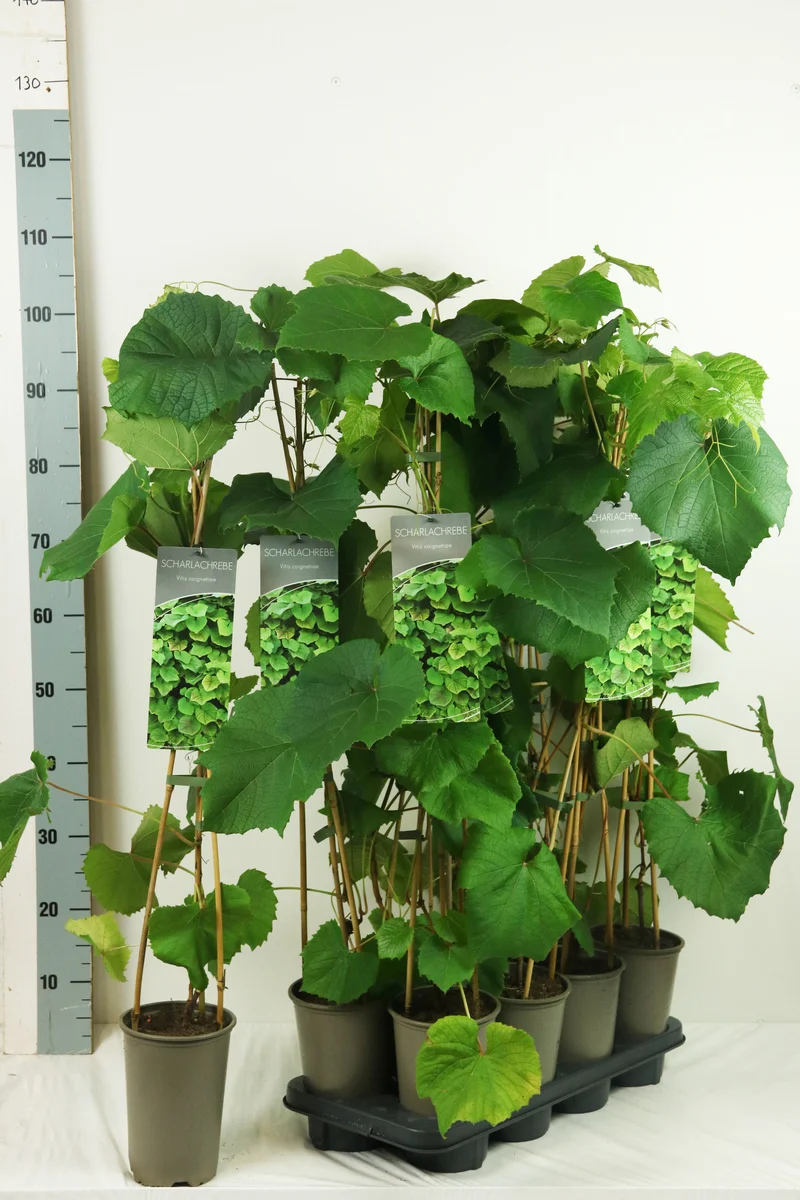 Vitis coignetiae 60-100 cm 17 cm kruka