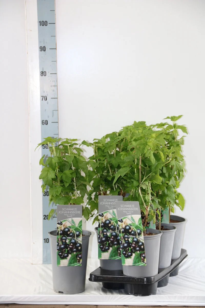 Ribes nigrum 'Tsema' C3 (3 liters kruka) 40-60 cm