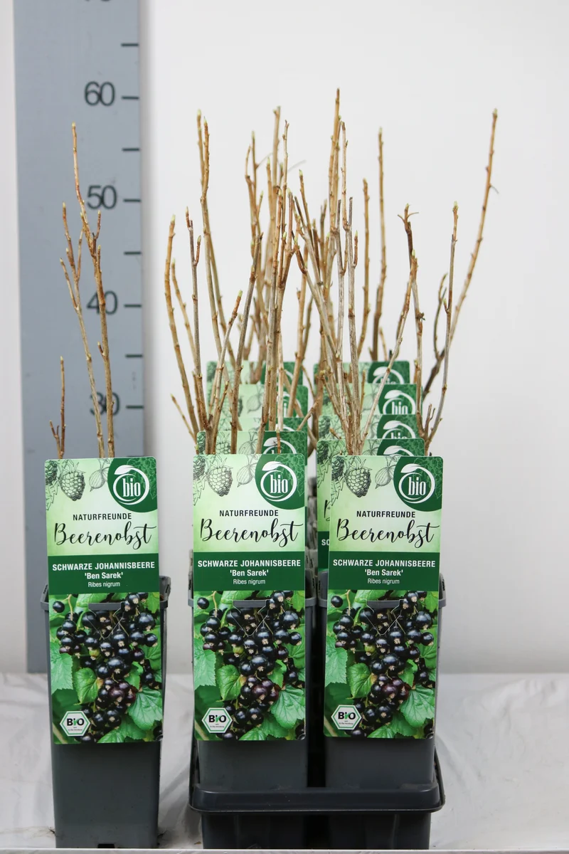 Ribes nigrum 'Ben Sarek' C2 (2 liters kruka) 30-35 cm