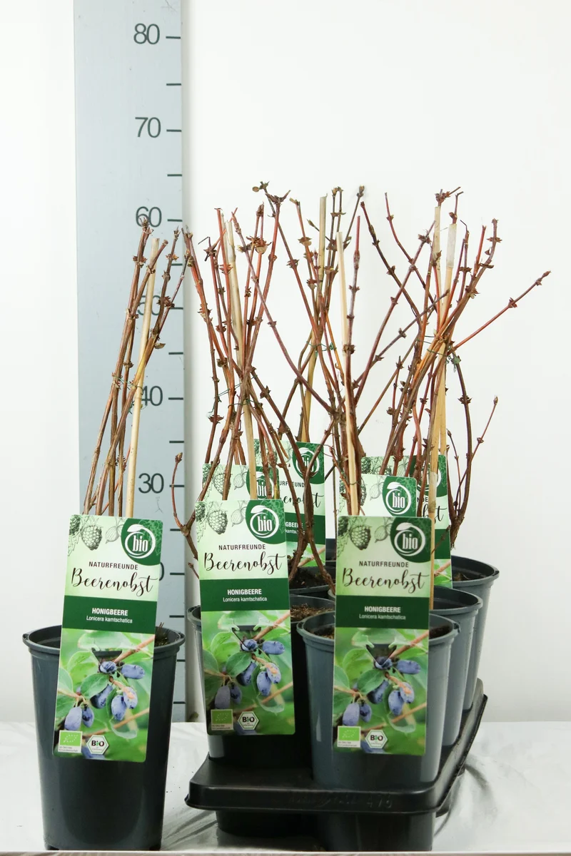 Lonicera kamtschatica C3 (3 liters kruka) / 19 cm kruka, 40-50 cm