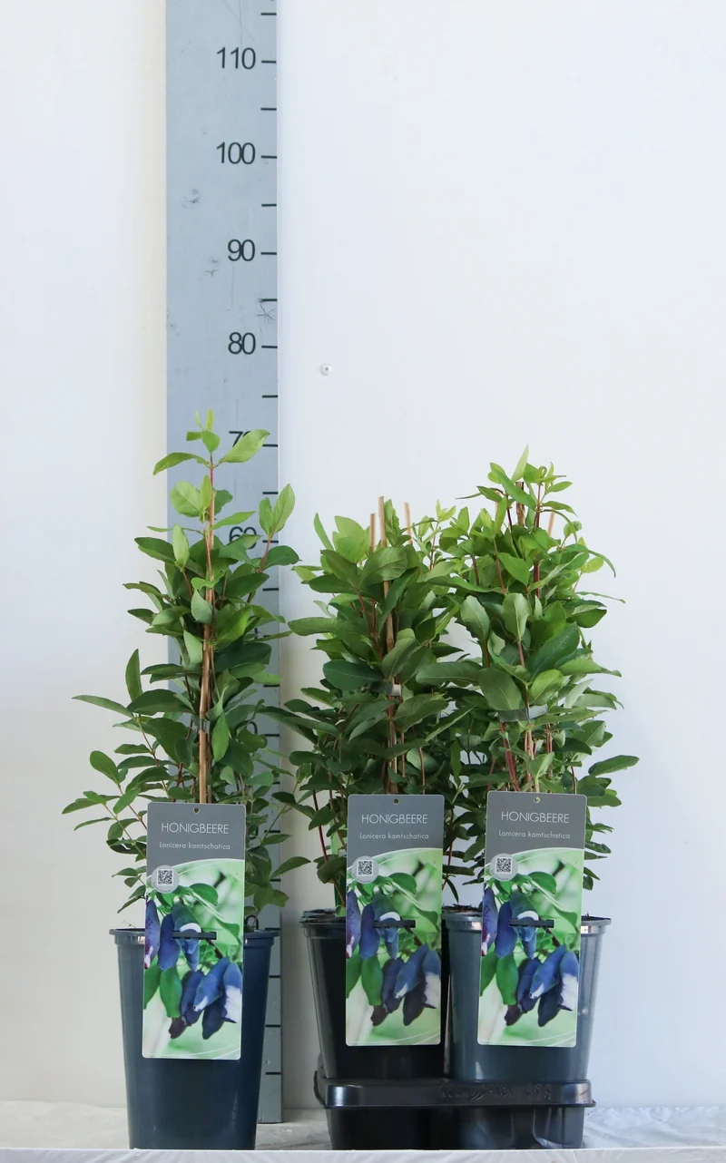 Lonicera kamtschatica C3 (3 liters kruka) 40-60 cm